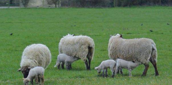  科隆青年才俊崭露头角，山羊军团未来可期展锋芒